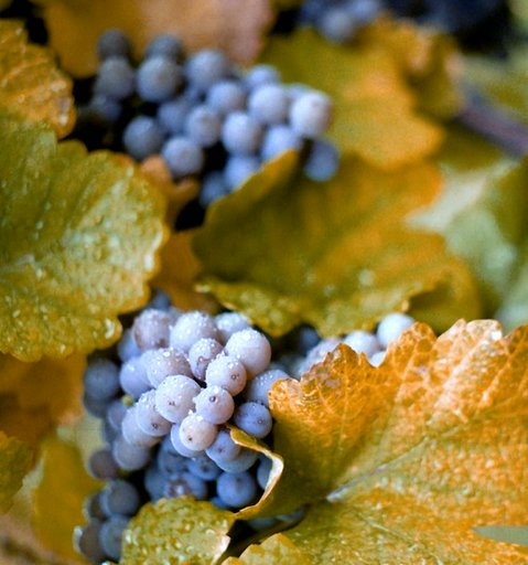 Labrusca Grape